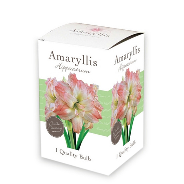 X 1 AMARYLLIS PLNOKVETÝ PINK/WHITE 1 ks